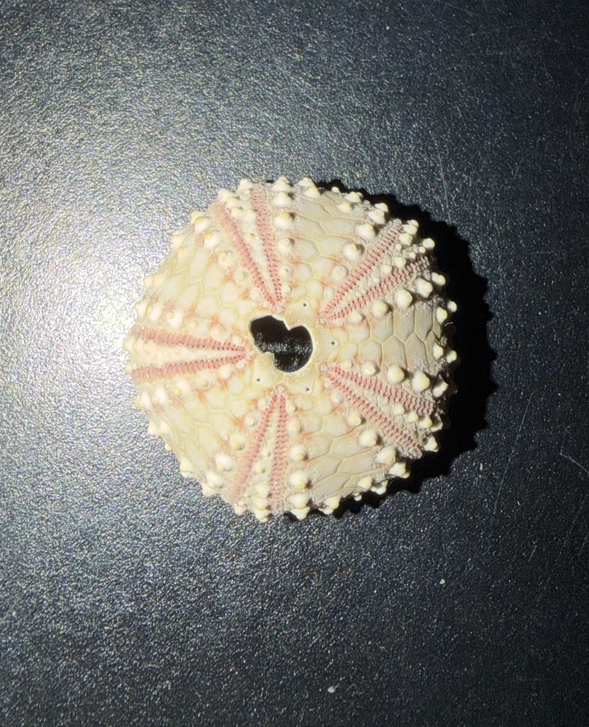 Sea Shells & More – 3D Printed Coastal Decor (Conch, Seashell, Starfish, Sand Dollar)