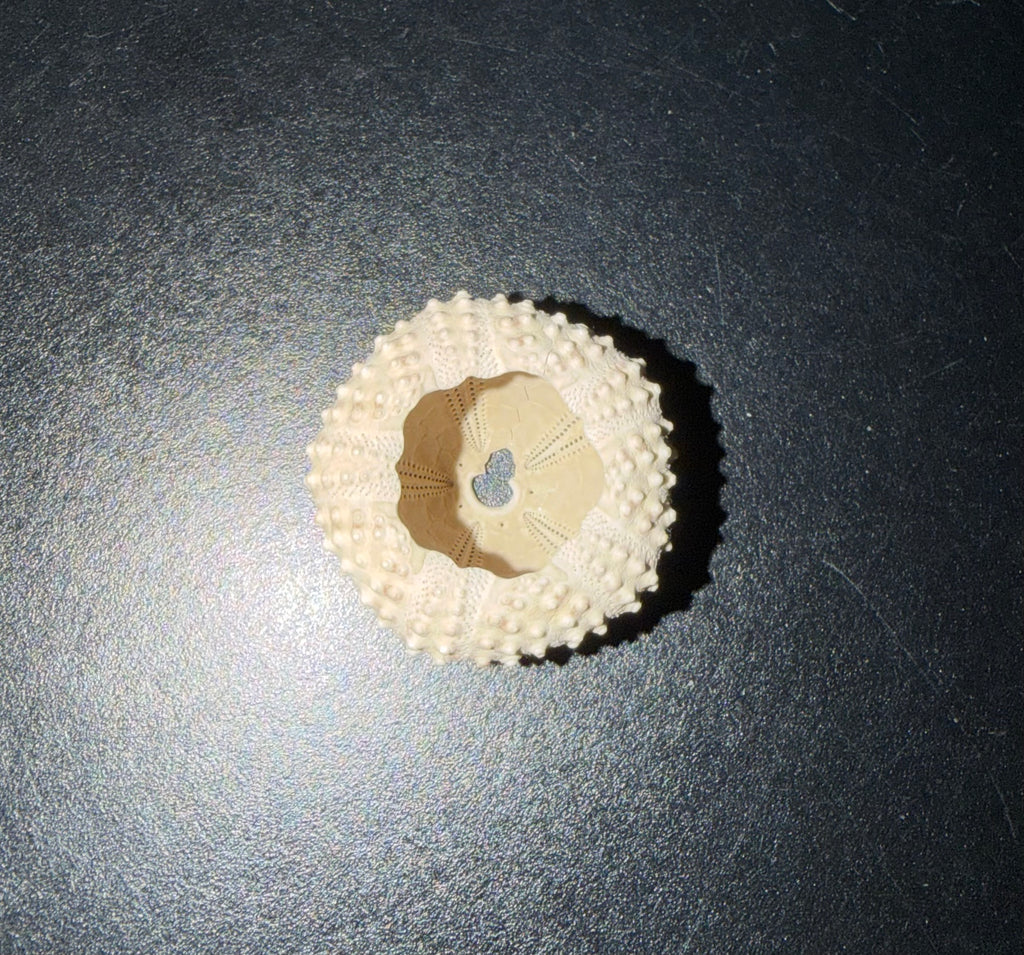 Sea Shells & More – 3D Printed Coastal Decor (Conch, Seashell, Starfish, Sand Dollar)