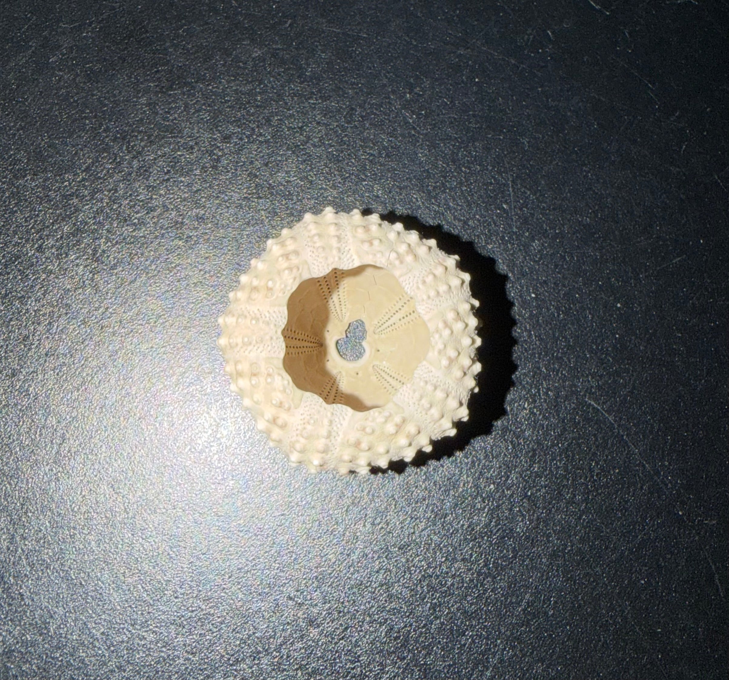 Sea Shells & More – 3D Printed Coastal Decor (Conch, Seashell, Starfish, Sand Dollar)