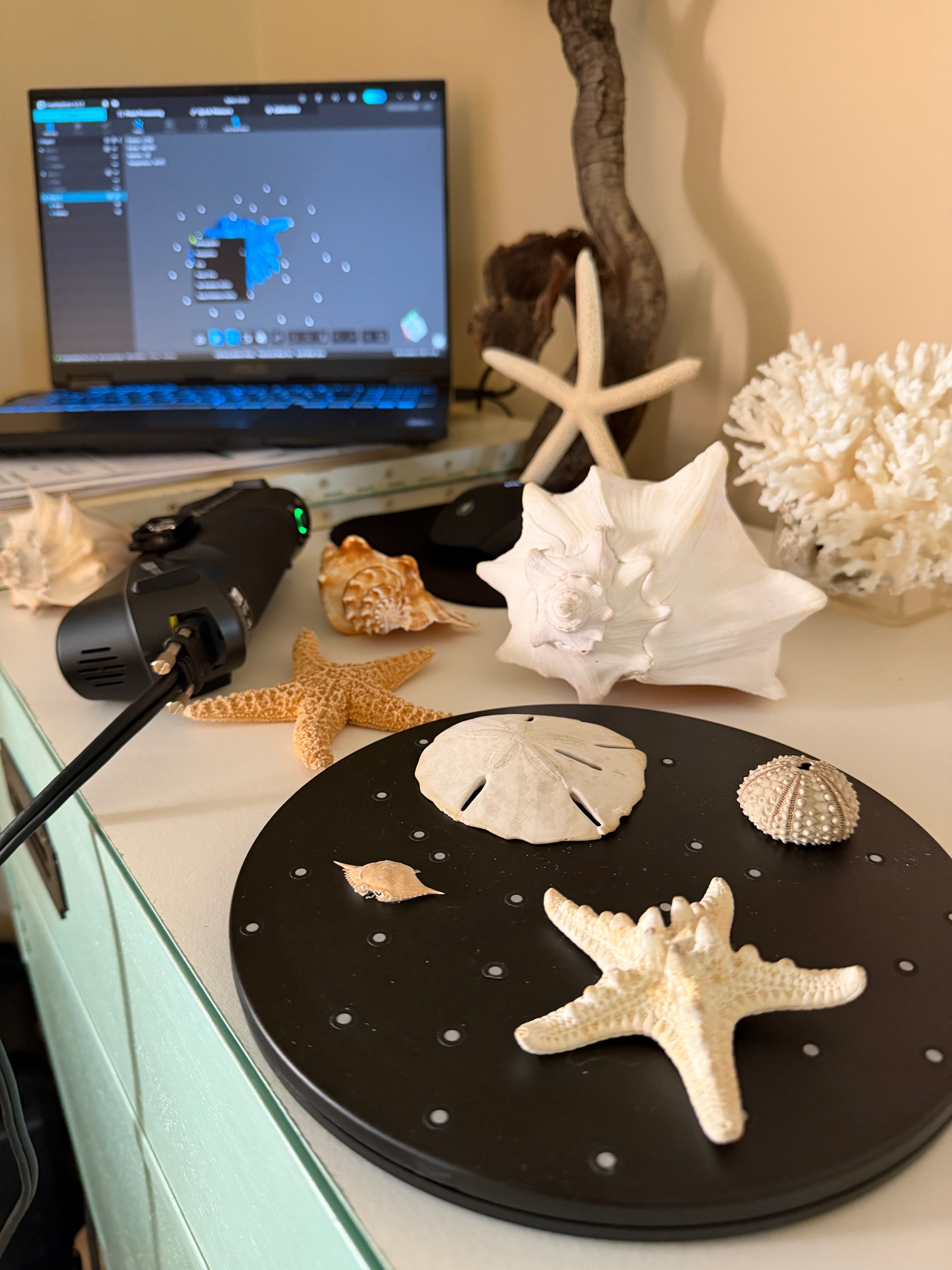 Sea Shells & More – 3D Printed Coastal Decor (Conch, Seashell, Starfish, Sand Dollar)