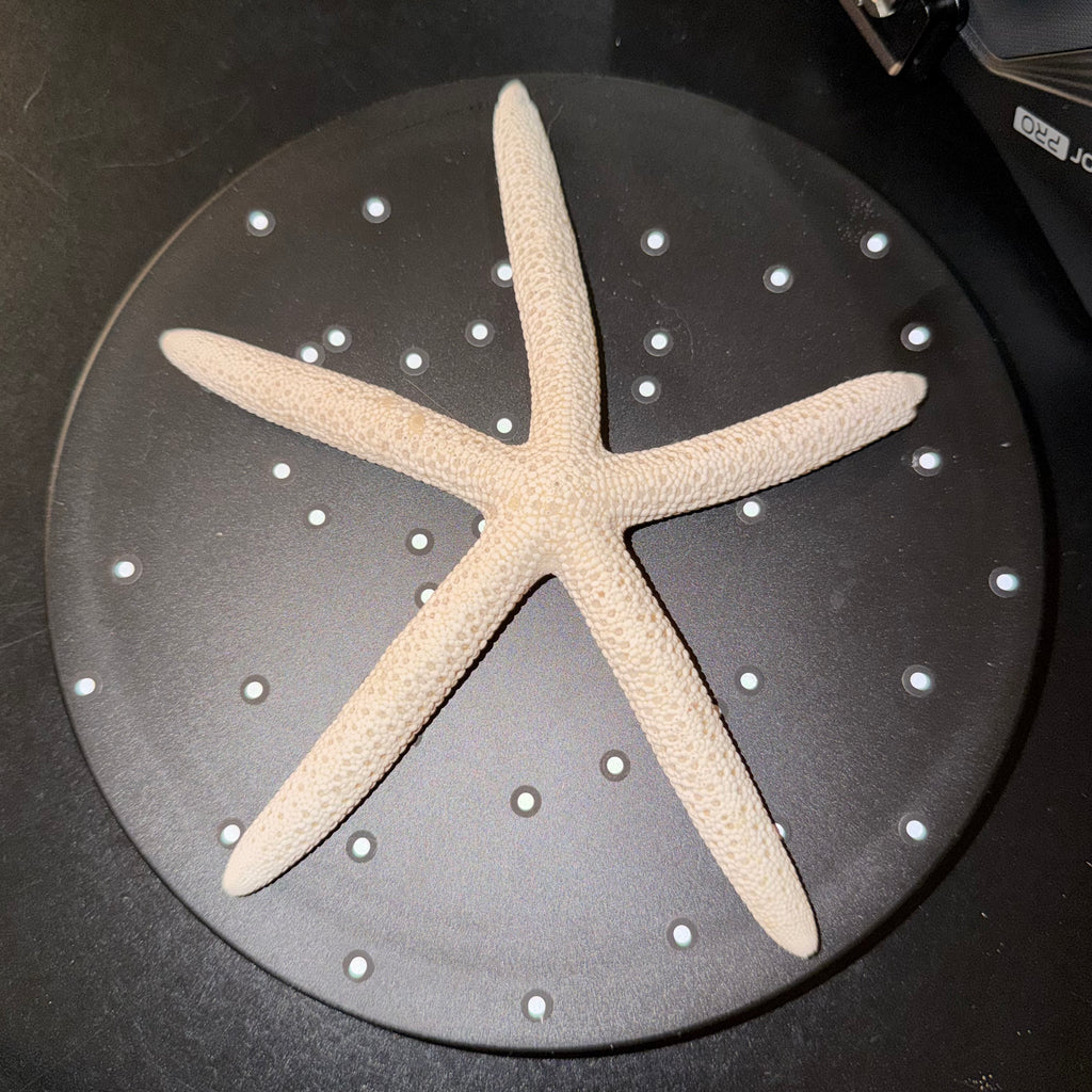 Sea Shells & More – 3D Printed Coastal Decor (Conch, Seashell, Starfish, Sand Dollar)