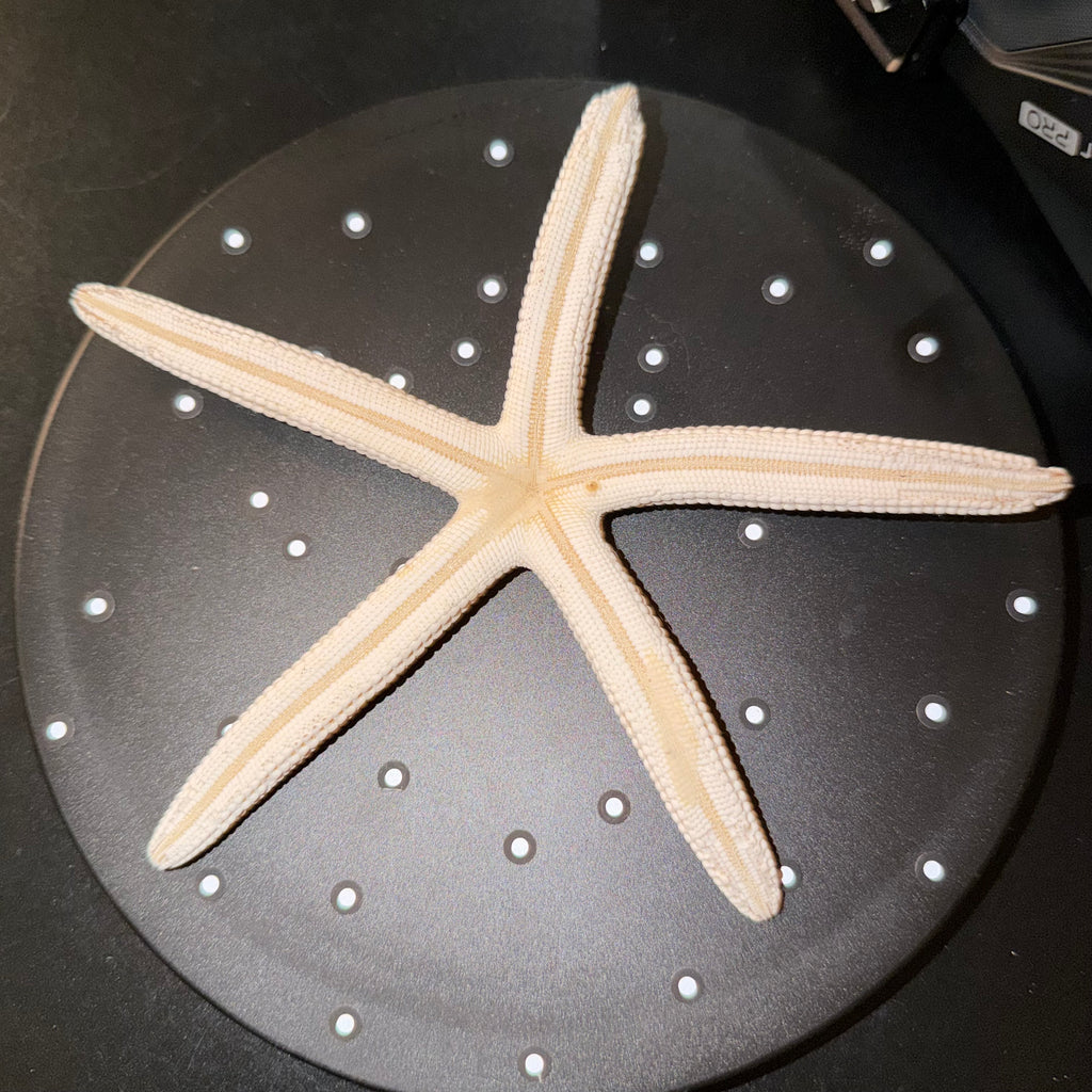 Sea Shells & More – 3D Printed Coastal Decor (Conch, Seashell, Starfish, Sand Dollar)